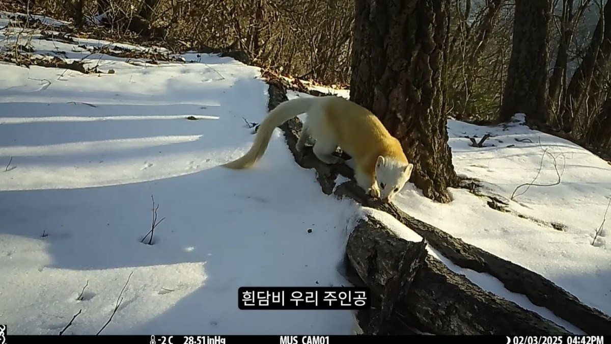'흰담비'의 모습. / 유튜브 '새덕후 Korean Birder'