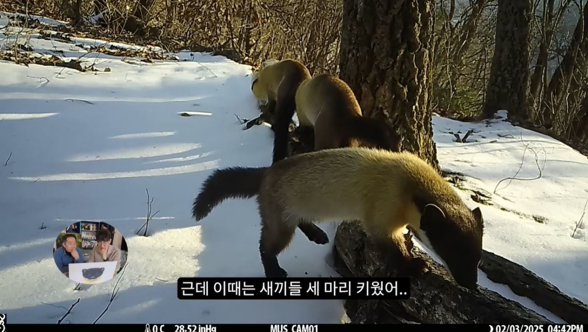 '흰담비'의 새끼들의 모습. / 유튜브 '새덕후 Korean Birder'