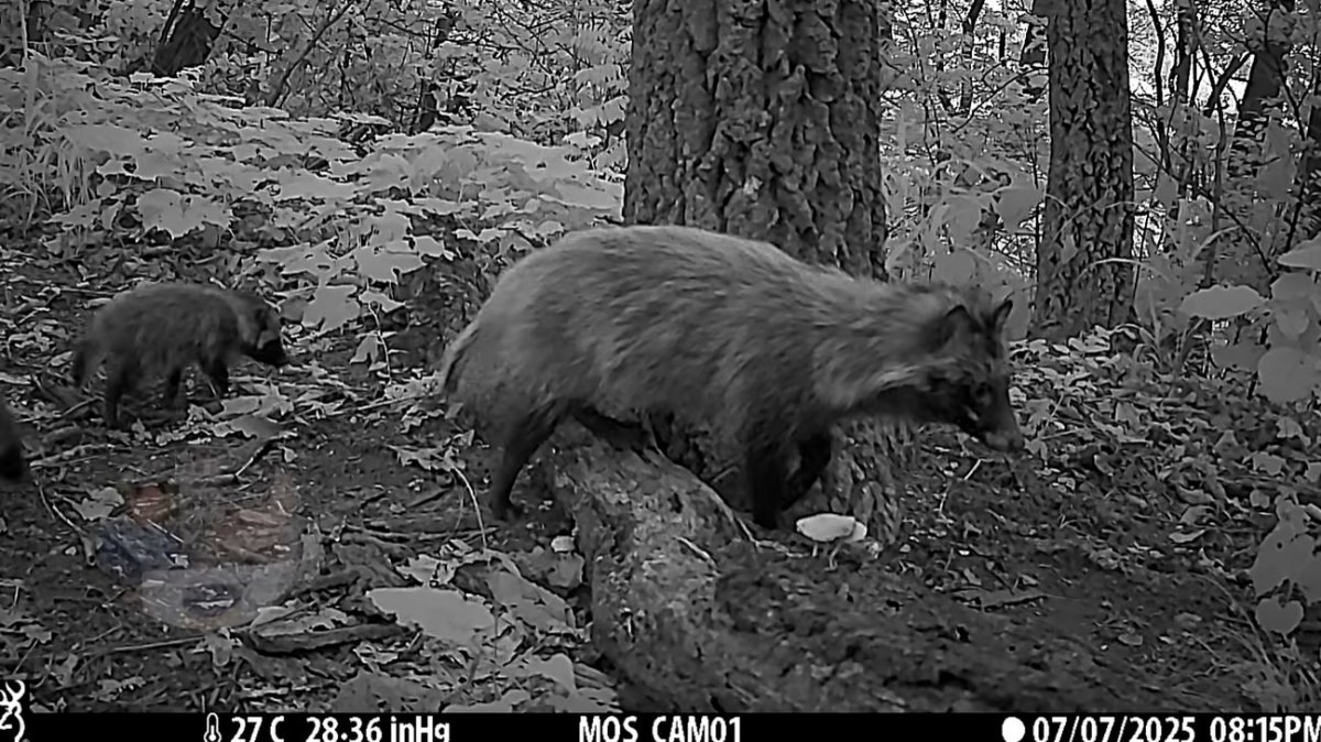 너구리와 너구리 새끼들. / 유튜브 '새덕후 Korean Birder'