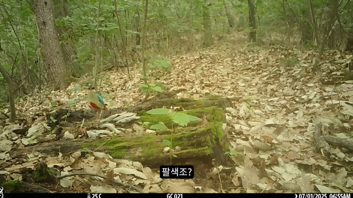 팔색조의 모습. / 유튜브 '새덕후 Korean Birder'