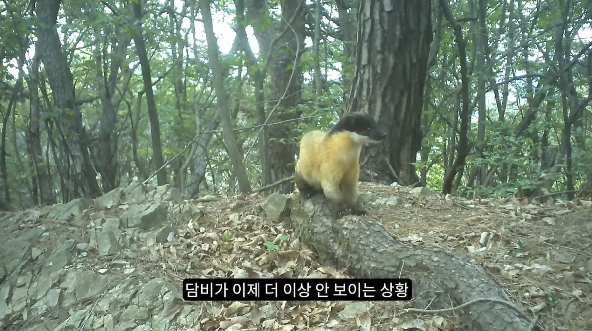이제는 모습을 보이지 않는 담비 '귀담이' 모습. / 유튜브 '새덕후 Korean Birder'