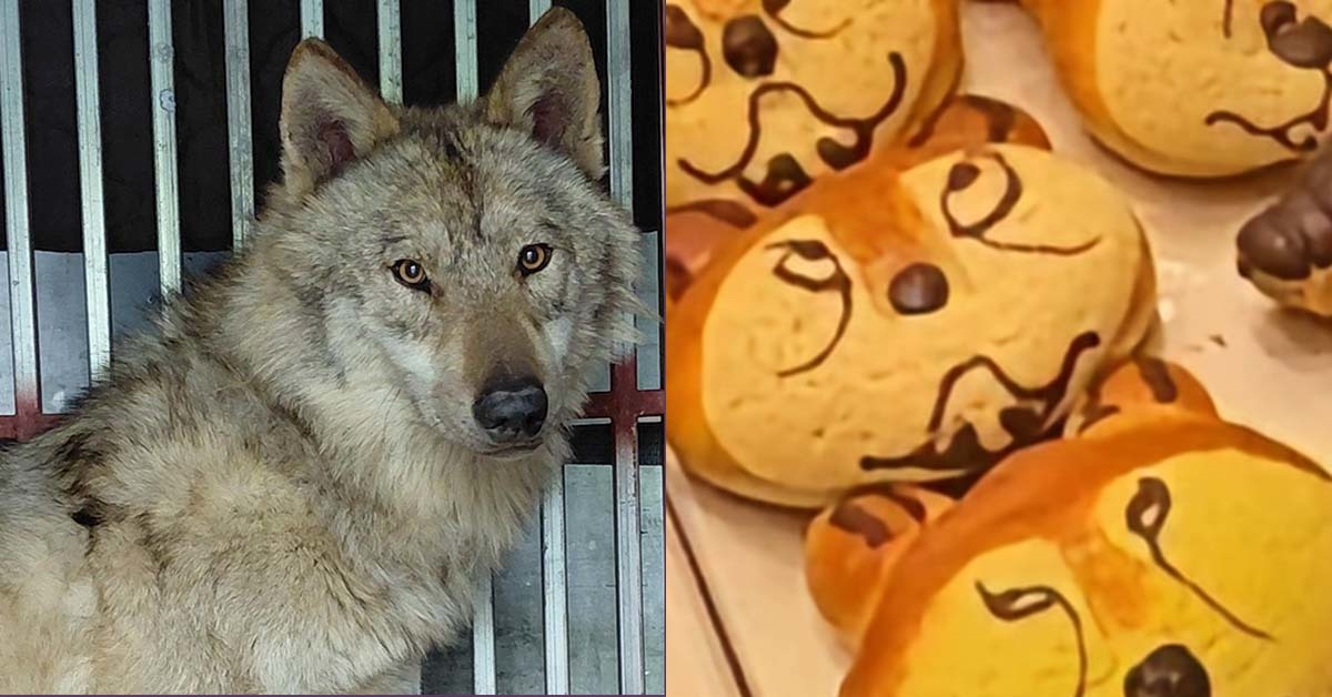 드디어 나와버린 '늑구빵', 그런데 네티즌들의 반응이 어째 좀...