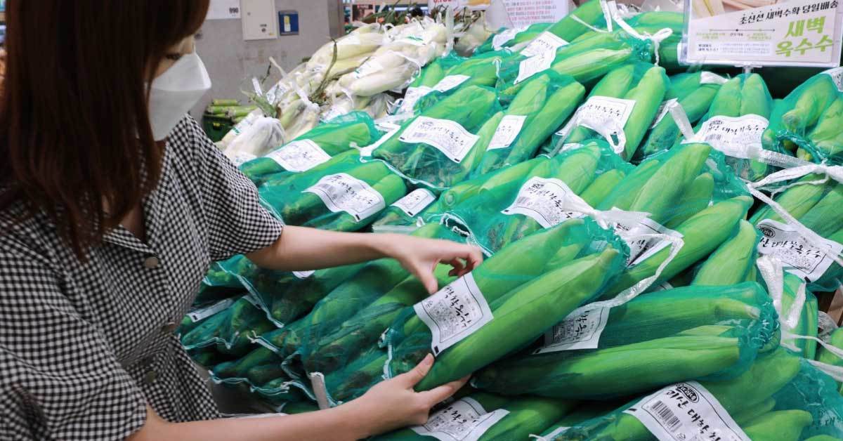 도로에서 파는 찰옥수수 어디서 오나 했더니…국민 여름 간식 원조는 ‘이곳’