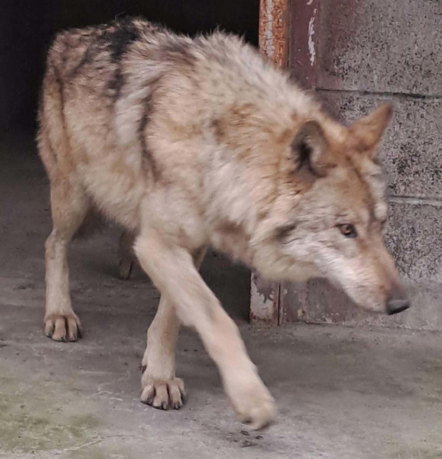 대전 중구 오월드에서 탈출한 늑대 늑구가 외부 의료기관에서 치료를 받고 회복 중인 모습. 17일자 모습니다. / 대전시 제공