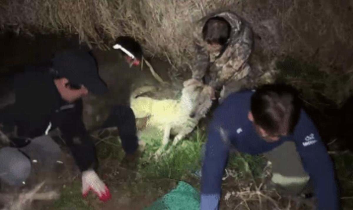 대전 오월드 동물원에서 탈출했던 늑대 '늑구'가 17일 새벽 안영IC 인근 수로에서 수색팀에 의해 구조되고 있다./ 대전시 제공