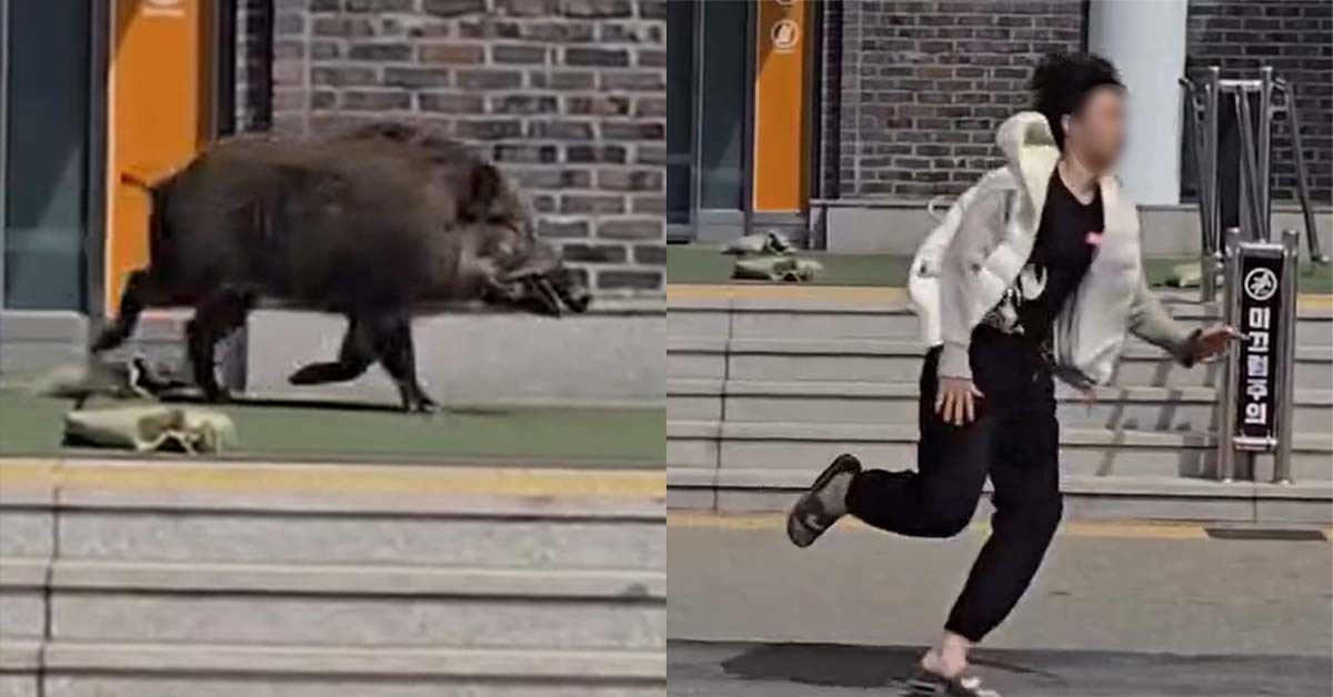 가평휴게소 멧돼지 출몰 관련 이미지