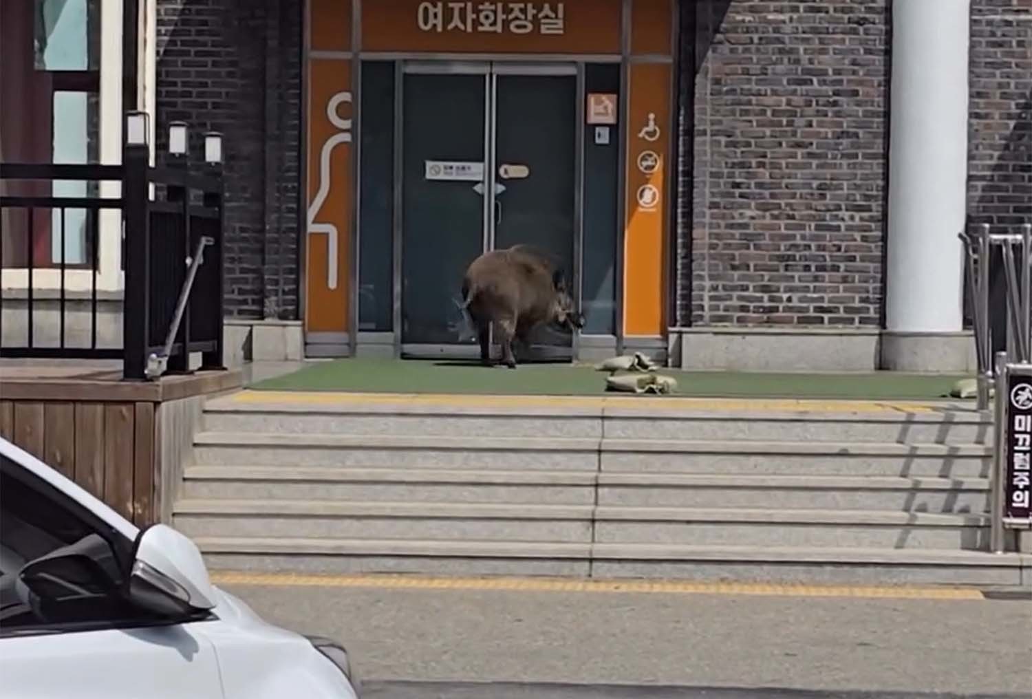 지난 18일 가평휴게소에 멧돼지가 출몰했다. / '만두찡' 유튜브 영상 캡처
