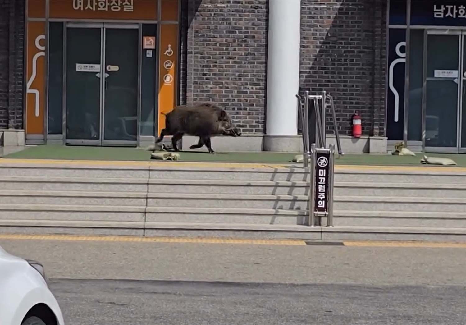 지난 18일 가평휴게소에 멧돼지가 출몰했다. / '만두찡' 유튜브 영상 캡처