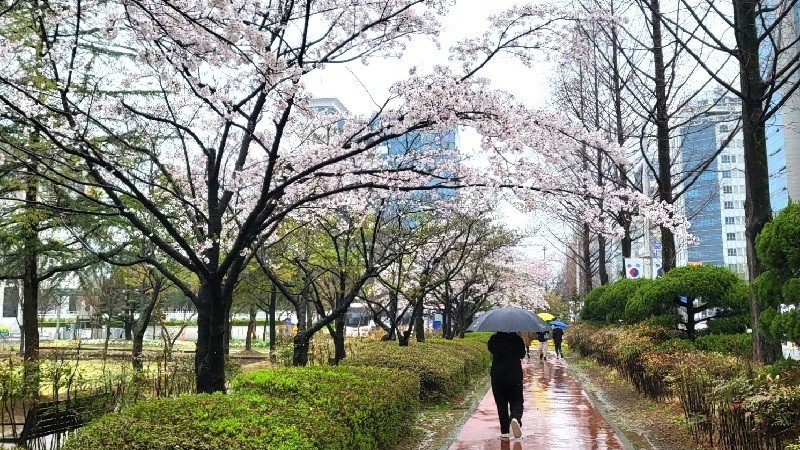 [날씨] 절기 '곡우' 충남권 오전에 약한 비...황사비 주의