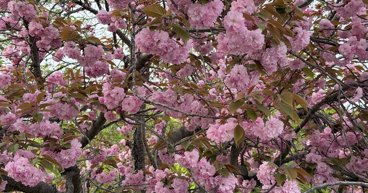 4월 경주 필수 코스…겹벚꽃 보고 황리단길까지 원스톱 정리
