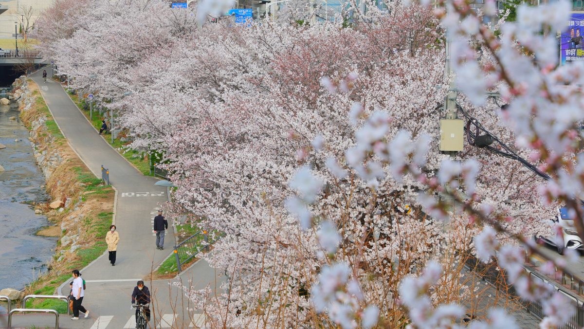 벚꽃이 핀 중랑천 모습. / 연합뉴스