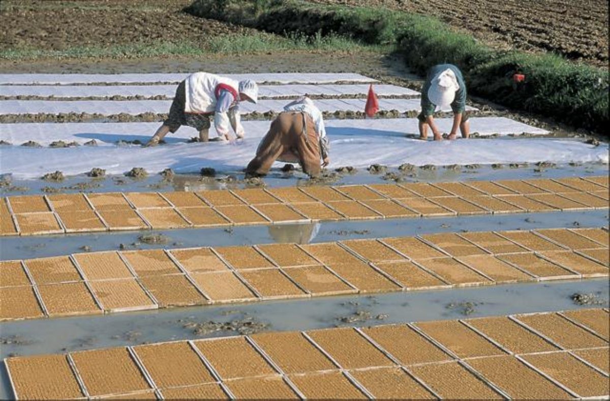 곡우, 모판비닐덮기. / 한국민속대백과사전, 국립민속박물관