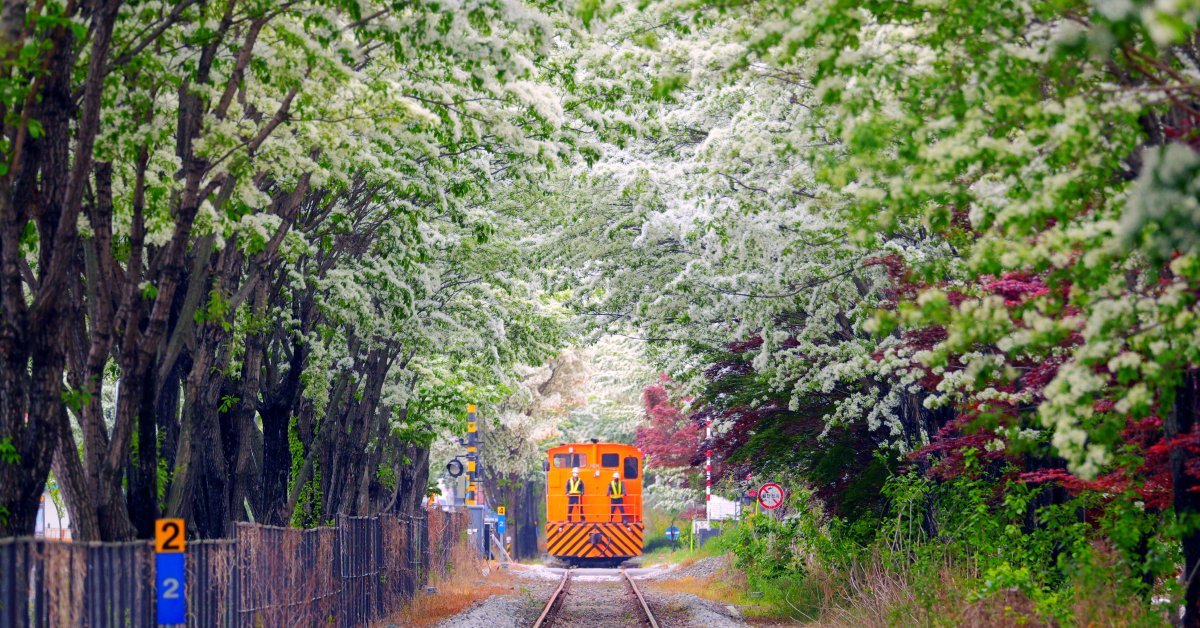 녹슨 철길에 '하얀 눈'이 내렸나… 평소엔 닫혀있다가 1년에 딱 한 번만 열리는 '이 길'