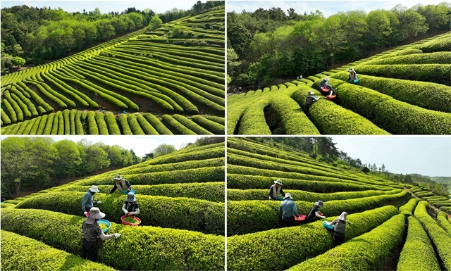“보성차 제2 부흥기 활짝!”… 보성군, 곡우 맞아 명품 햇차 수확 본격화