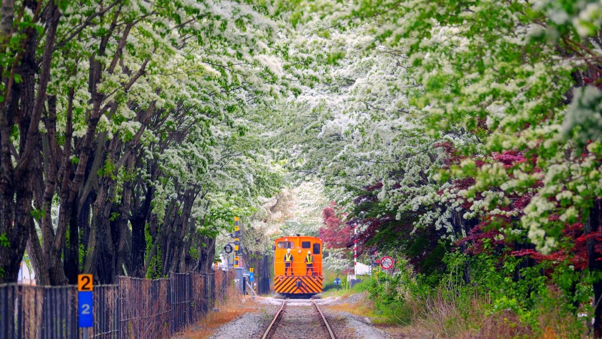 전주 이팝나무 철길. / 뉴스1