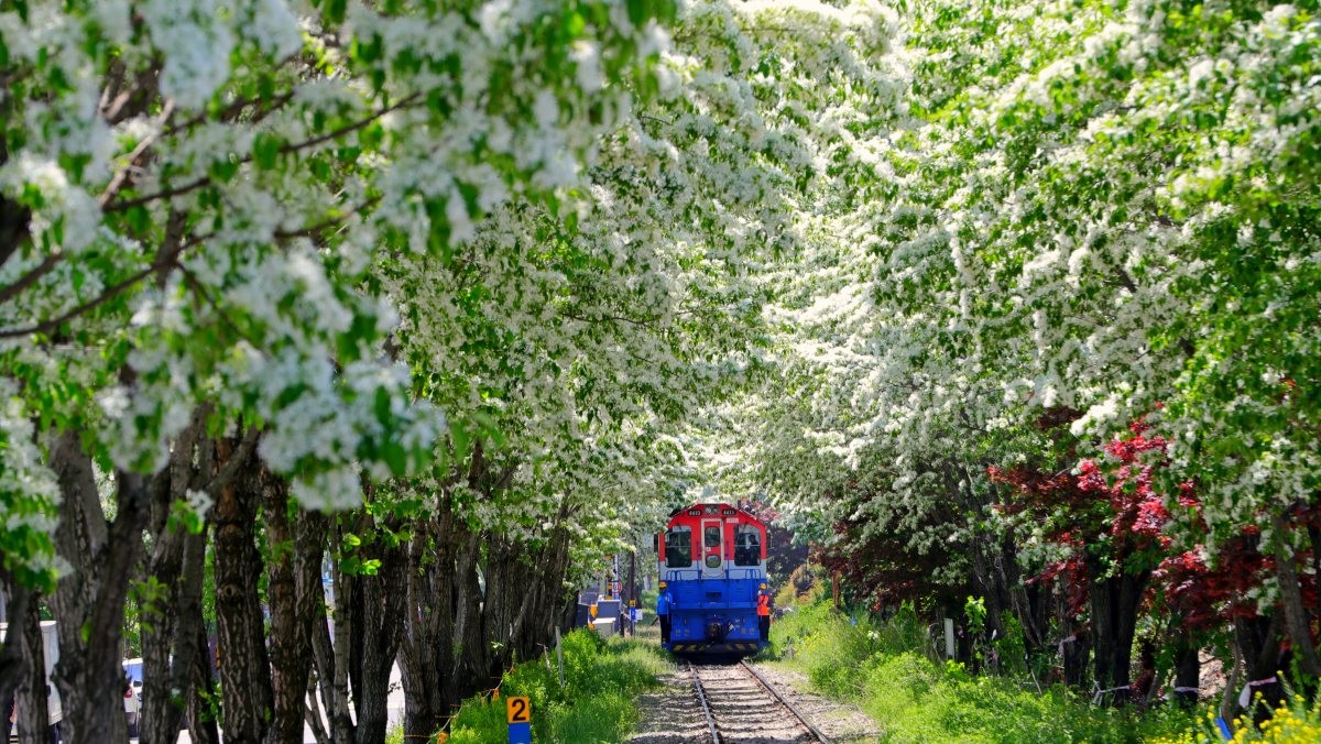 전주 이팝나무 철길. / 뉴스1