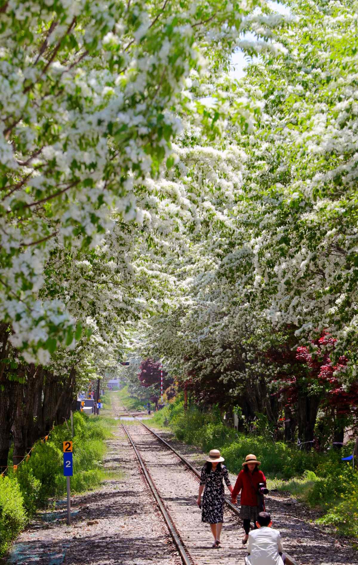 전주 이팝나무 철길. / 뉴스1