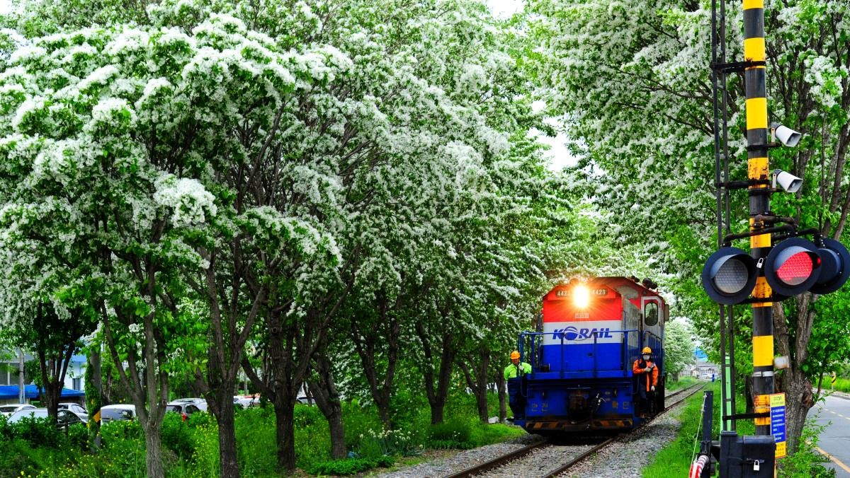 전주 이팝나무 철길. / 뉴스1