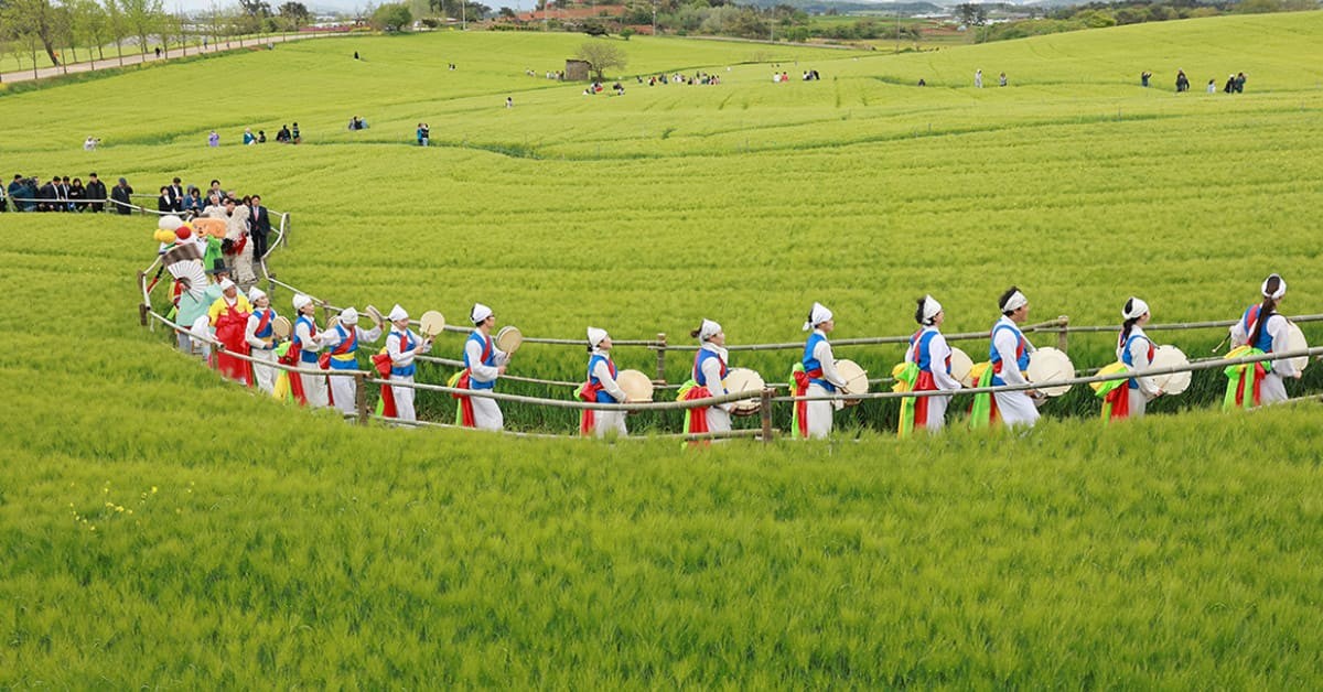 청보리축제 / 고창 문화관광