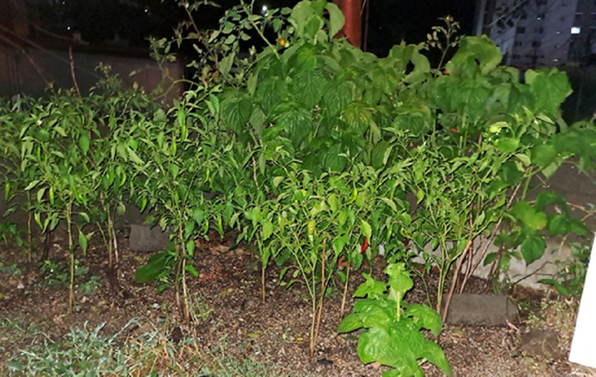 제보자가 공개한 개인 텃밭 모습. / 온라인 커뮤니티