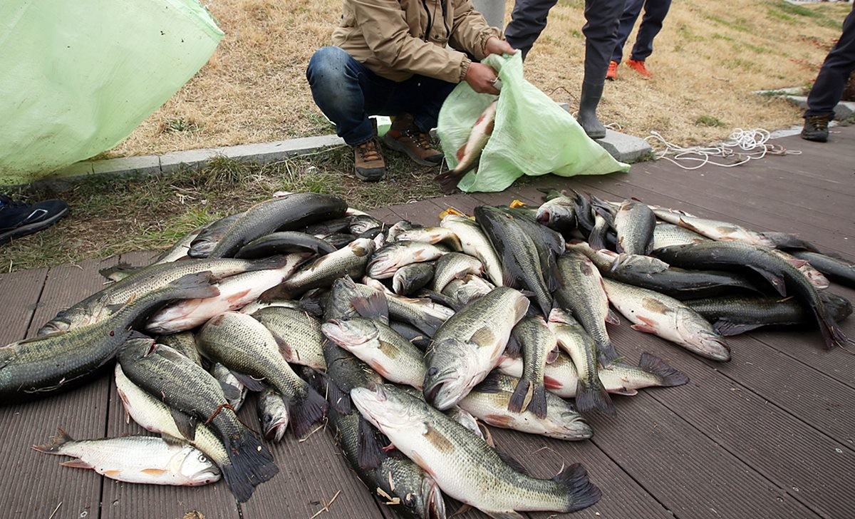 생태계 교란 어종 모습. 기사 이해를 돕기 위한 자료 사진. 향토 어족 자원 보호와 수중 생태계 회복을 위해 5월 4일부터 생태계 교란 외래어종 수매 사업을 추진한다고 전북 정읍시가 최근 밝혔다. 정읍시는 5000만 원의 예산을 투입해 시민이 포획해 온 외래어종을 1㎏당 5000원씩, 총 1000㎏까지 선착순으로 수매할 계획이라고 밝혔다. 이번 수매는 5월 4일부터 매주 금요일 오후 3∼5시 정읍시 광역매립장에서 진행된다.     / 연합뉴스