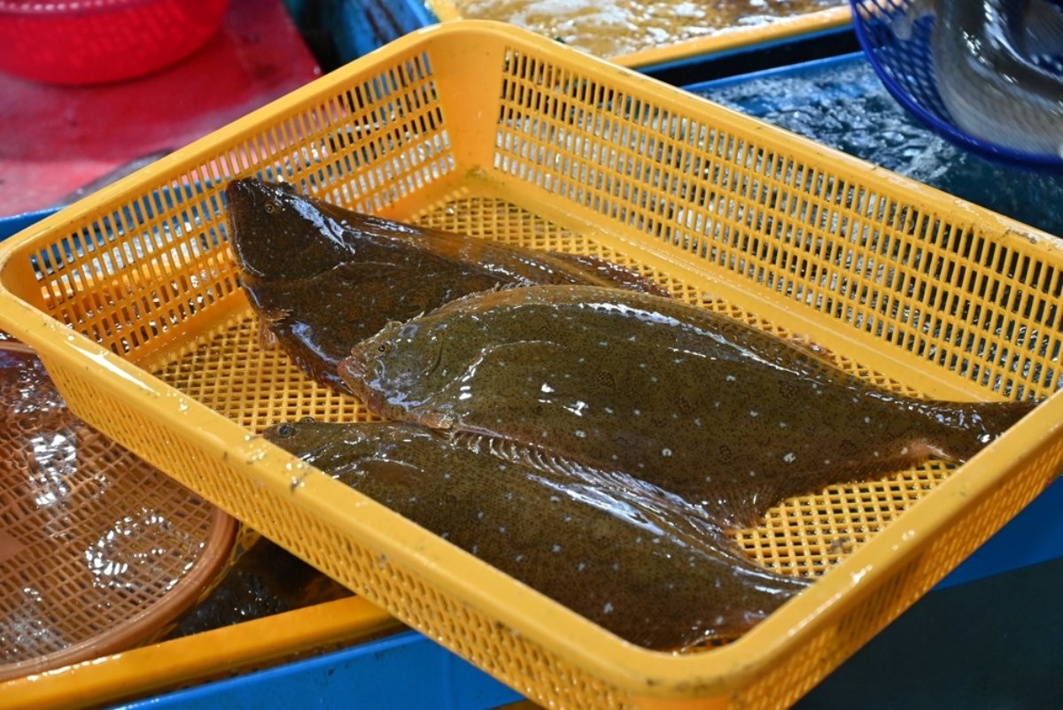 도다리 생선 자료사진 / Jongwan Kim-shutterstock.com