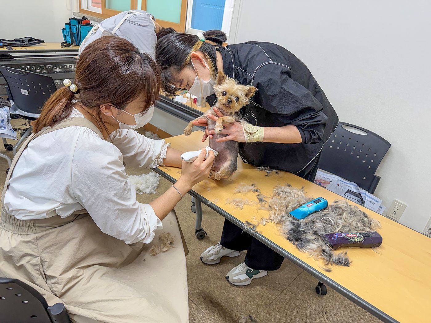 대덕구, 취약계층 반려동물 무료 미용 지원