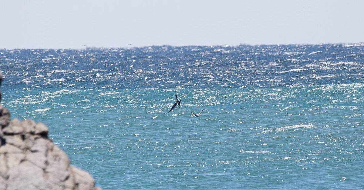 어떻게 온 거지...울산 앞바다서 홀로 카메라에 포착돼 난리 난 ‘희귀 동물’ 정체