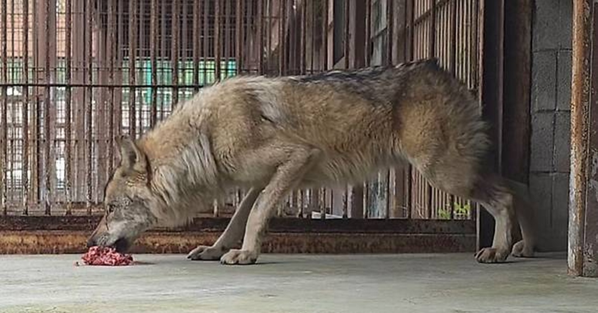 하다하다 '늑맘' 등장 …“늑구 밥을 왜 맨바닥에?” 항의에 오월드 해명 (영상)