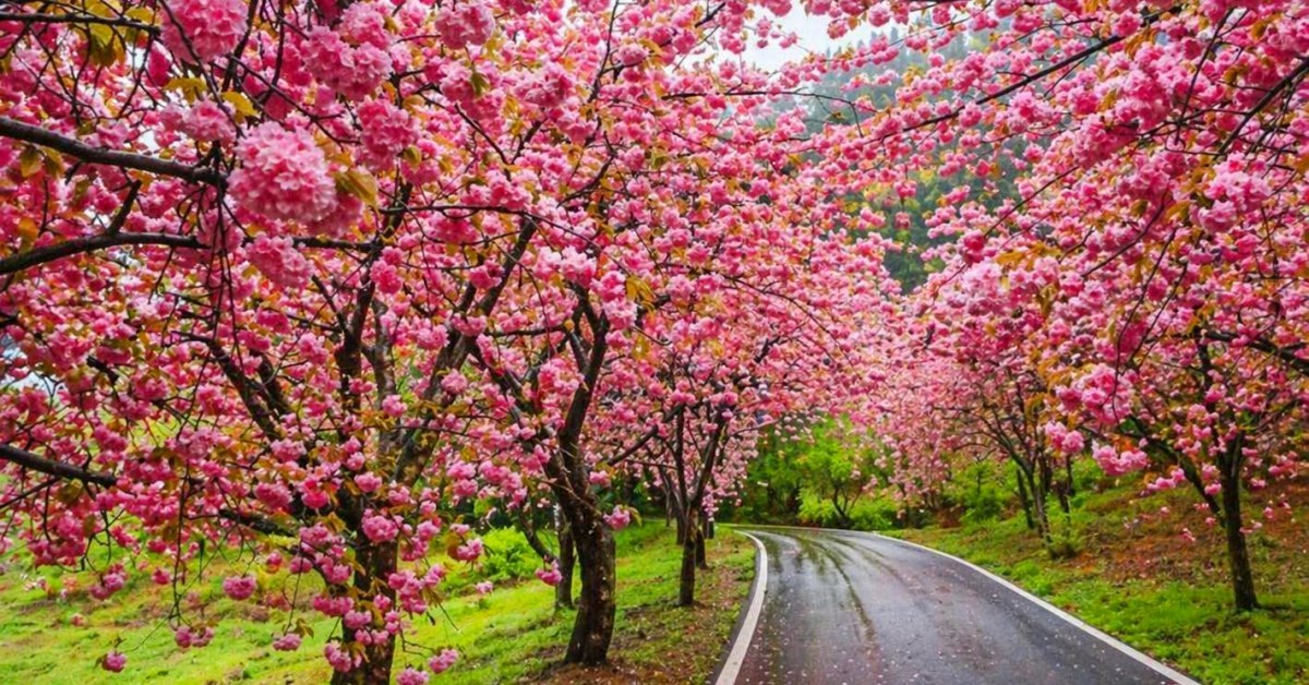 벚꽃 다 졌는데 지금 난리... '인생샷' 명소로 뒤늦게 알려진 서산의 숨은 '꽃대궐'