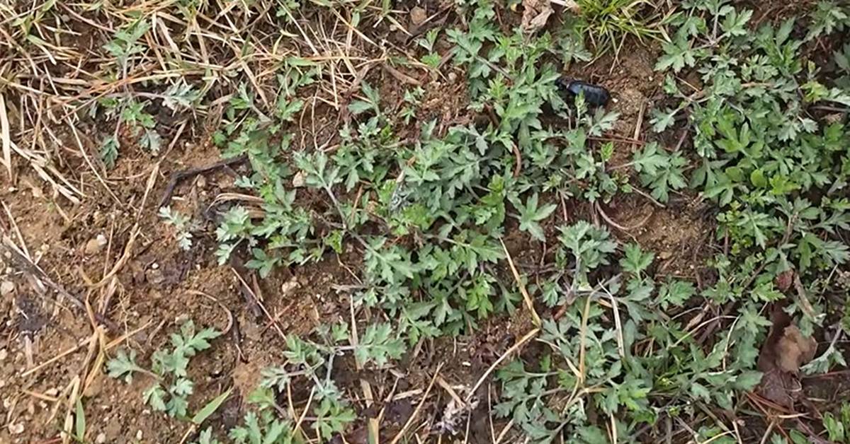 쑥 뜯을 때 자주 보는데...봄철 맨손으로 절대 만지면 안 된다는 ‘위험 생물’