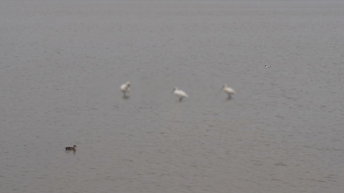 전세계에 약 2000마리 밖에 없는데…고성서 7마리 우르르 포착된 '1급 멸종위기종'