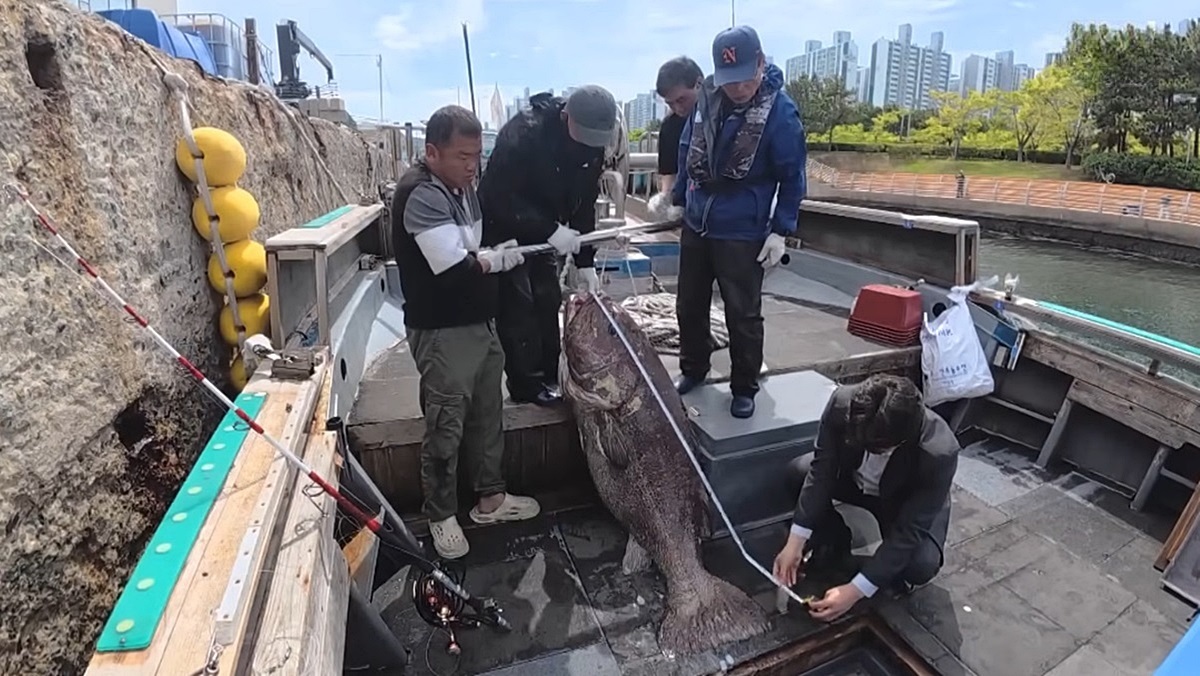 “로또 맞은 기분” 부산서 무려 5마리 한꺼번에 잡힌 165cm 넘는 '이것'