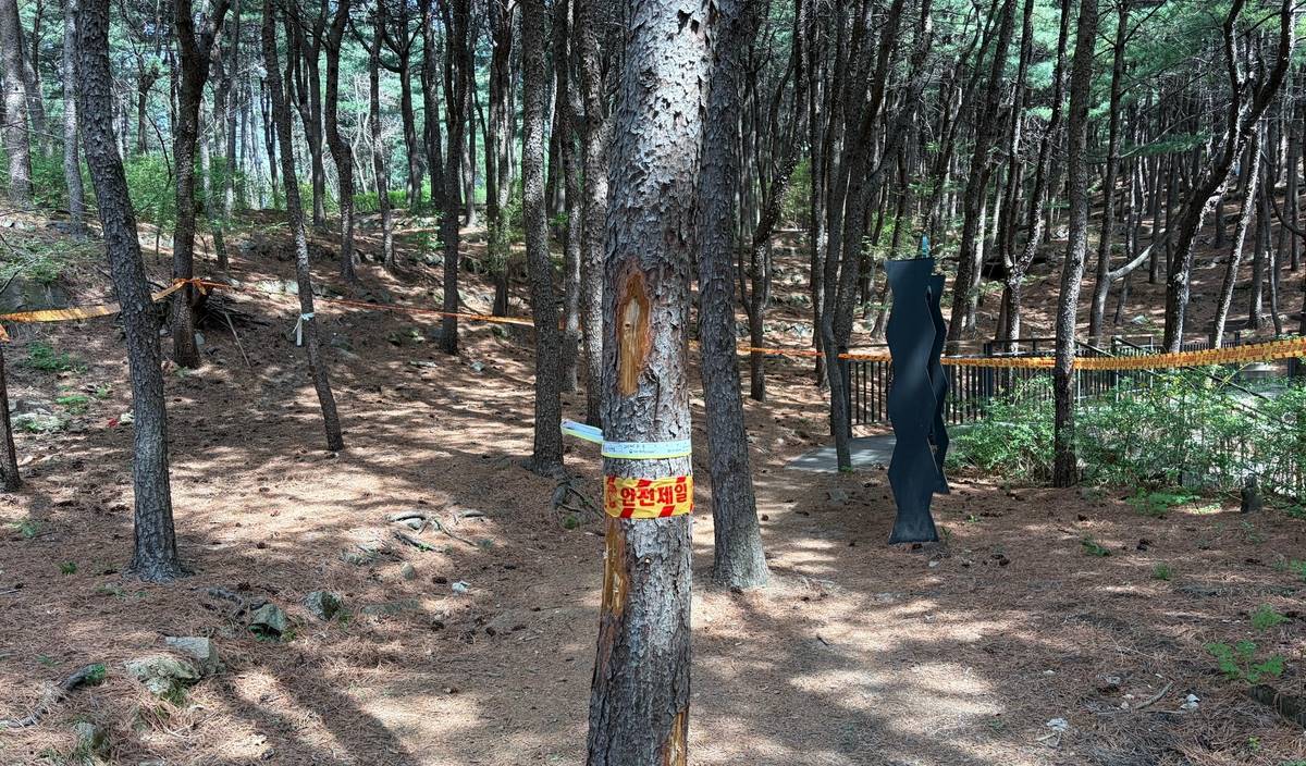 북한산서 소나무재선충병 8년 만에 발생…서울시 긴급 방제 나서