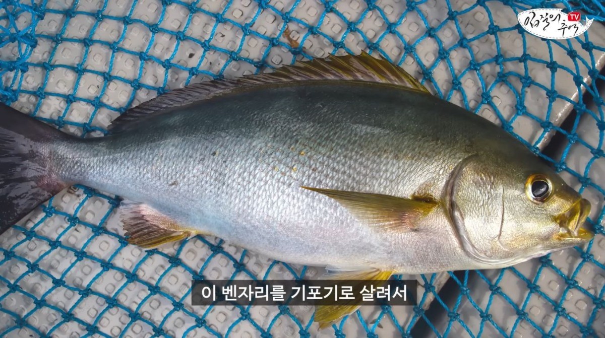 벤자리. / 유튜브 '입질의추억TV jiminTV'