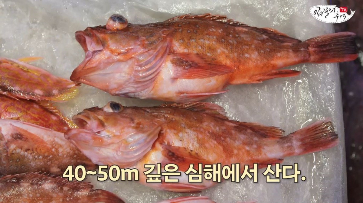 솜뱅이 중 붉은 솜뱅이의 모습. / 유튜브 '입질의추억TV jiminTV'