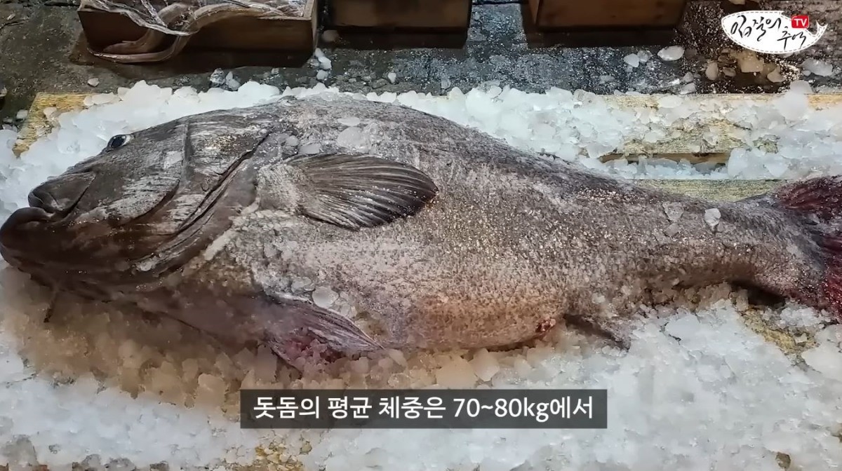 돗돔. / 유튜브 '입질의추억TV jiminTV'