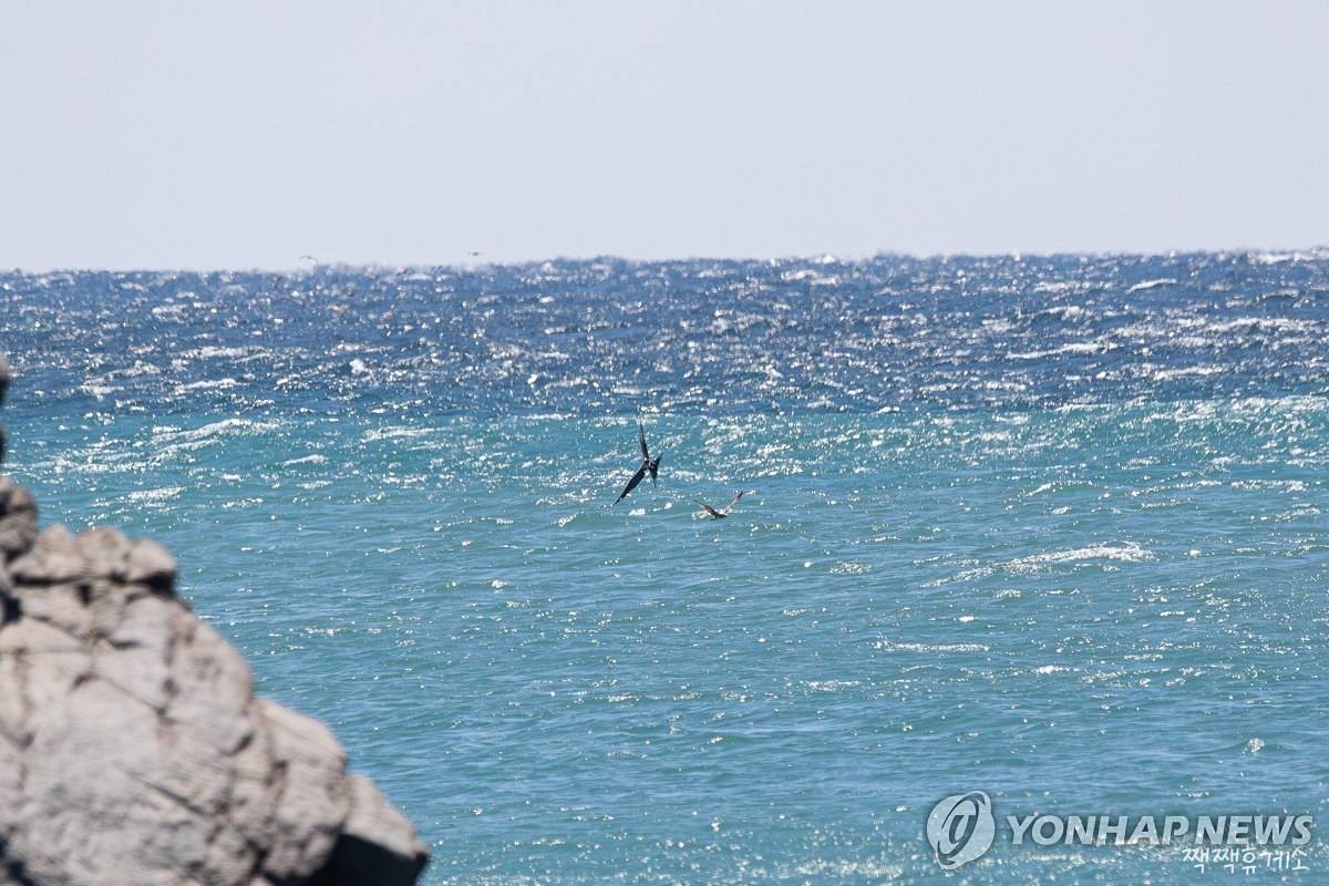 울산 대왕암공원 앞바다에서 촬영된 군함조 / 홍승민 짹짹휴게소 대표 제공, 연합뉴스