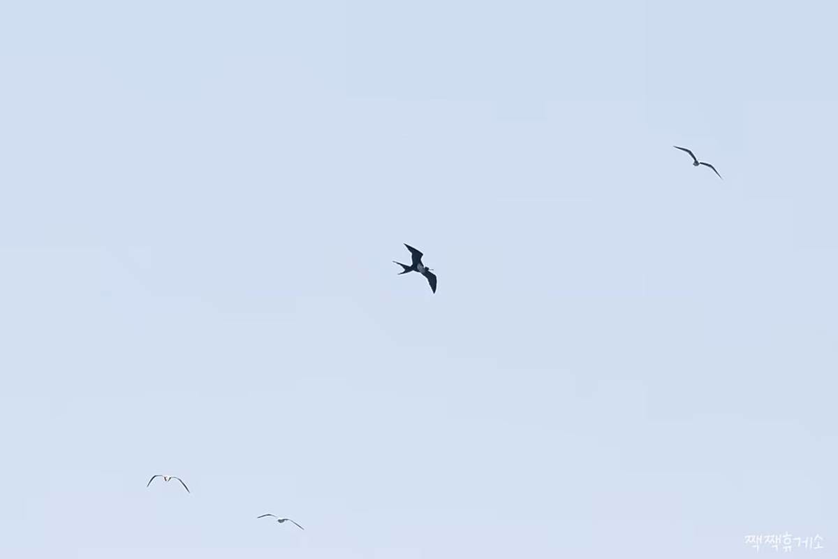 지난 7일 울산 동구 대왕암공원 해변 바위 근처를 나는 군함조 / 홍승민 짹짹휴게소 대표 촬영, 울산시 제공, 뉴스1