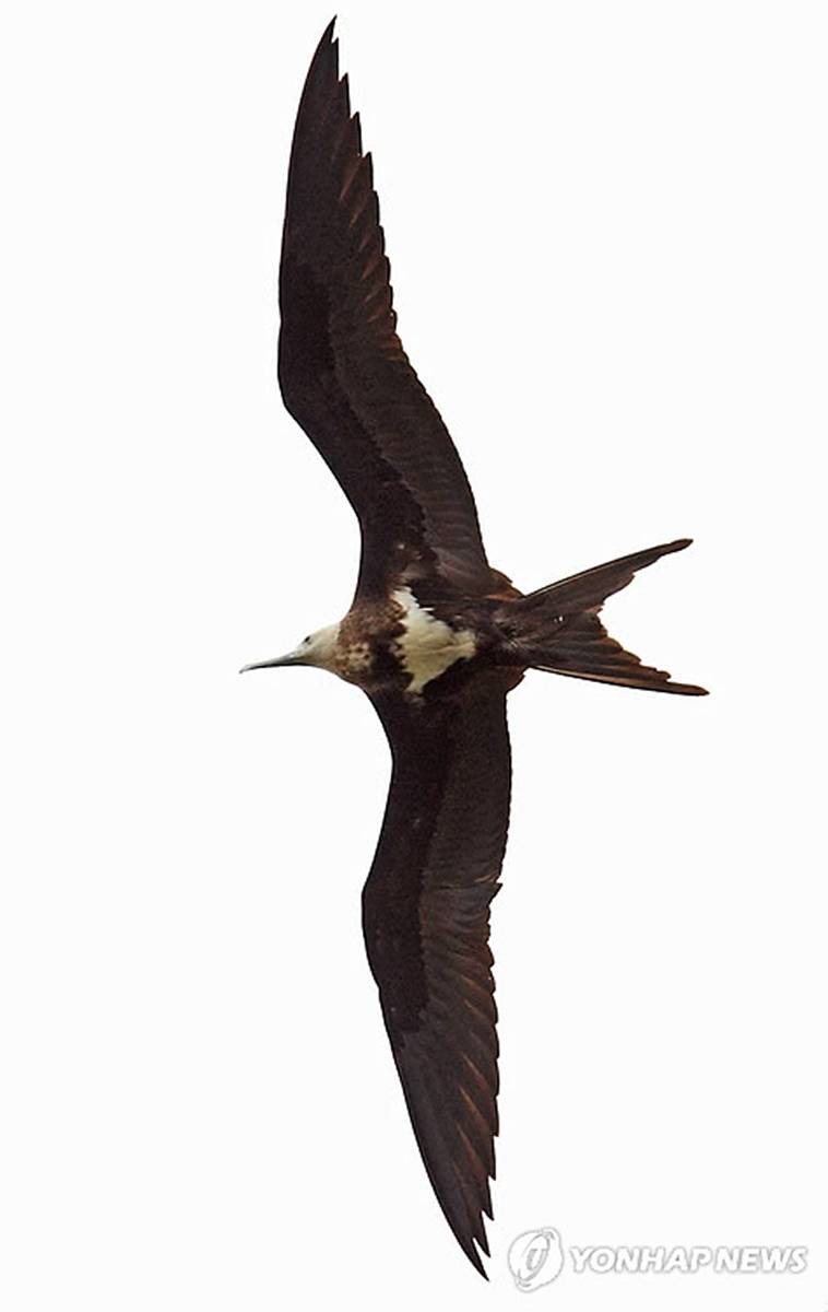 세상에서 가장 빠른 새 '군함조'...지난 2011년  강원 강릉시 경포호수 일원에서 카메라에 포착됐을 당시 모습. 짙은 회색빛 창공을 큰 날갯짓 없이도 멀리까지 갔다가 어느새 다가오고, 그런가 하면 하늘 높이 날아올랐다가 다시 내려오는 등 호수 상공을 여유롭게 날아다니며 자태를 뽐낸 것으로 전해졌다 / 연합뉴스