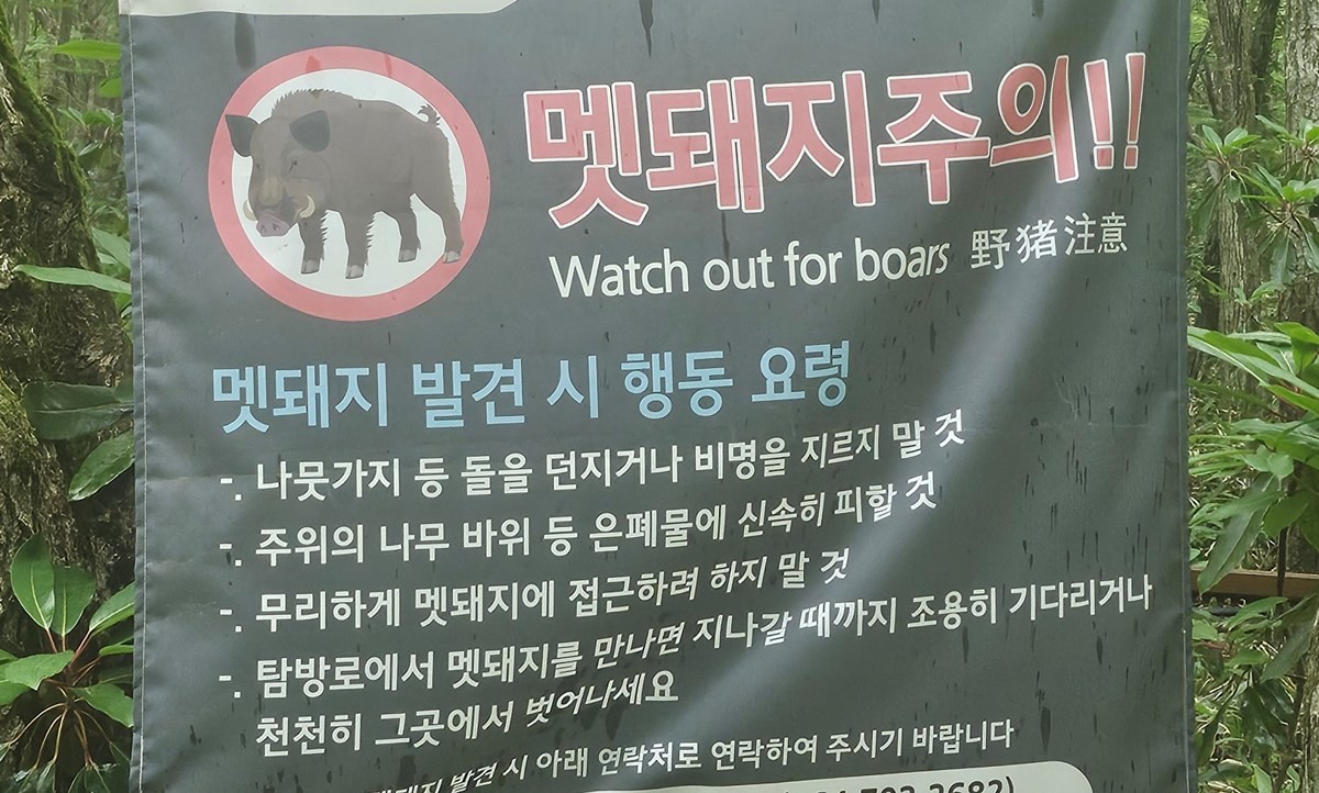 멧돼지 주의 안내판 모습.  소방 당국이 도심에서 멧돼지를 맞닥트리면 뛰거나 소리를 질러 자극하지 말고 침착하게 뒤로 물러나 숨어야 한다는 시민 행동요령을 안내했다. 이장주 세종소방본부 119대응과장은 '멧돼지가 놀라 흥분할 수 있고 등을 보이며 도망가면 공격 본능을 자극하기 때문에 멧돼지를 주시하며 침착하게 뒤로 물러나 자리를 피해야 한다'라고 말했다. 그러면서 '시력이 좋지 않은 멧돼지가 식별하지 못하도록 가장 가까운 나무, 바위 등 은폐물로 뒤로 숨은 뒤 즉시 신고해 달라'라고 당부했다. / 연합뉴스