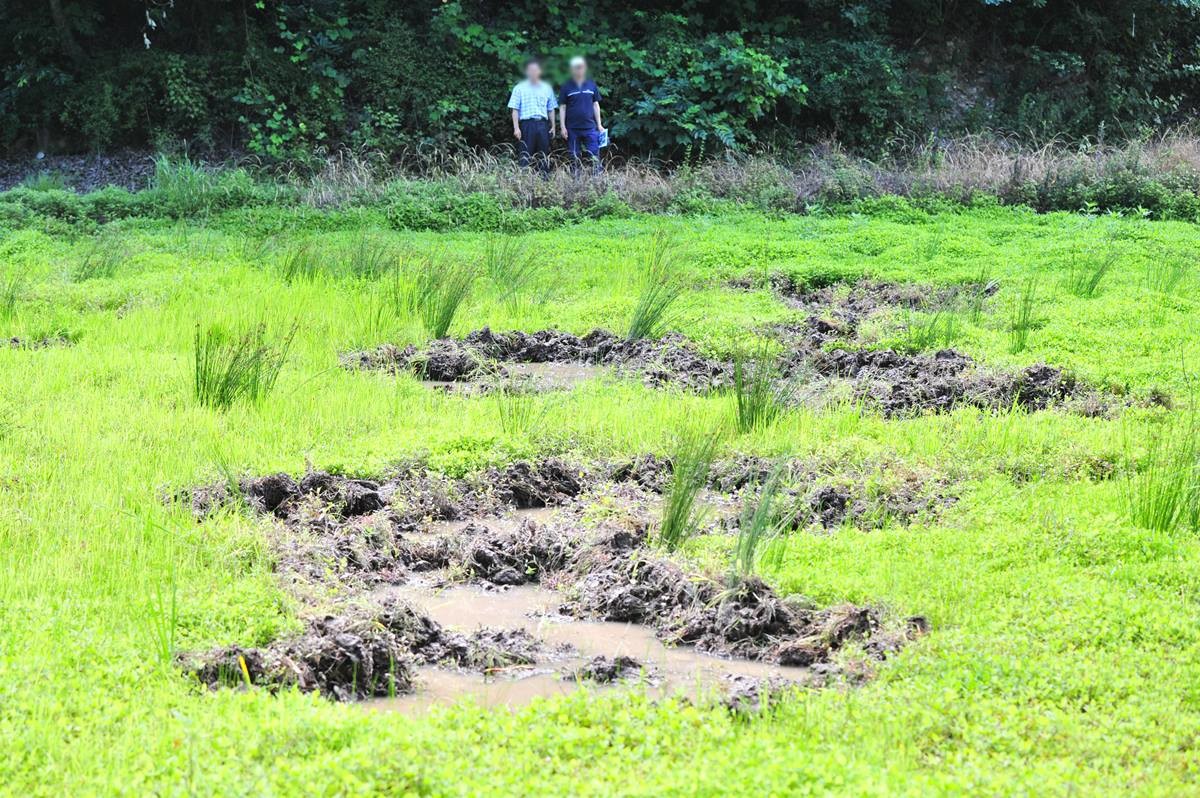 멧돼지가 파놓은 웅덩이 모습. 기사 이해를 돕기 위한 자료 사진. 멧돼지는 천적이 거의 없는 환경에서는 개체 수가 빠르게 증가하는 특징도 있다. 과거에는 호랑이나 늑대 같은 포식자가 멧돼지 개체 수를 조절했지만 현재는 이런 포식자가 사라진 지역이 많아 개체 수 관리가 중요한 문제로 떠오르고 있다. / 뉴스1