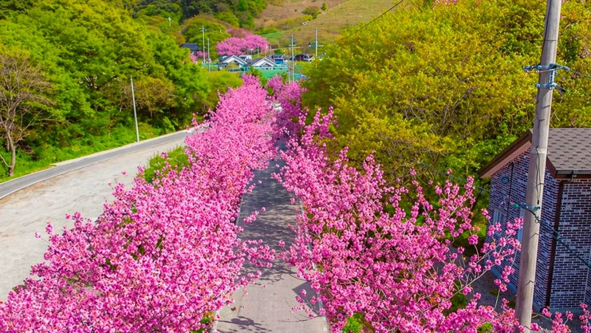 문수사 겹벚꽃. 기사 내용 토대로 AI툴 활용해 제작한 자료사진.