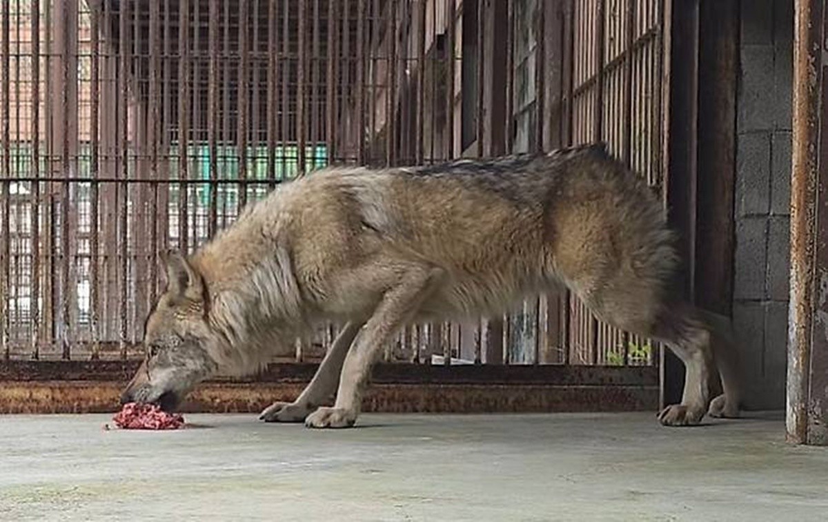 이하 늑대 '늑구'가 지난 20일 오후 2시 닭고기와 소고기 분쇄육을 먹고 있다. / 대전 오월드