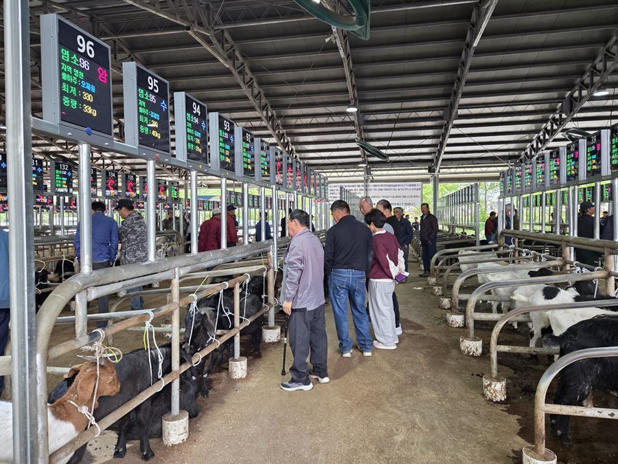영천시, 전자경매 가축시장서 염소 경매 첫 개장