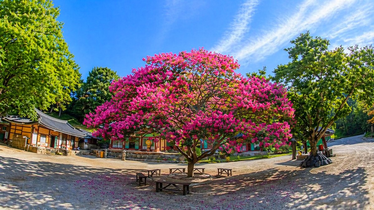 서산 문수사. 기사 내용 토대로 AI툴 활용해 제작한 자료사진.