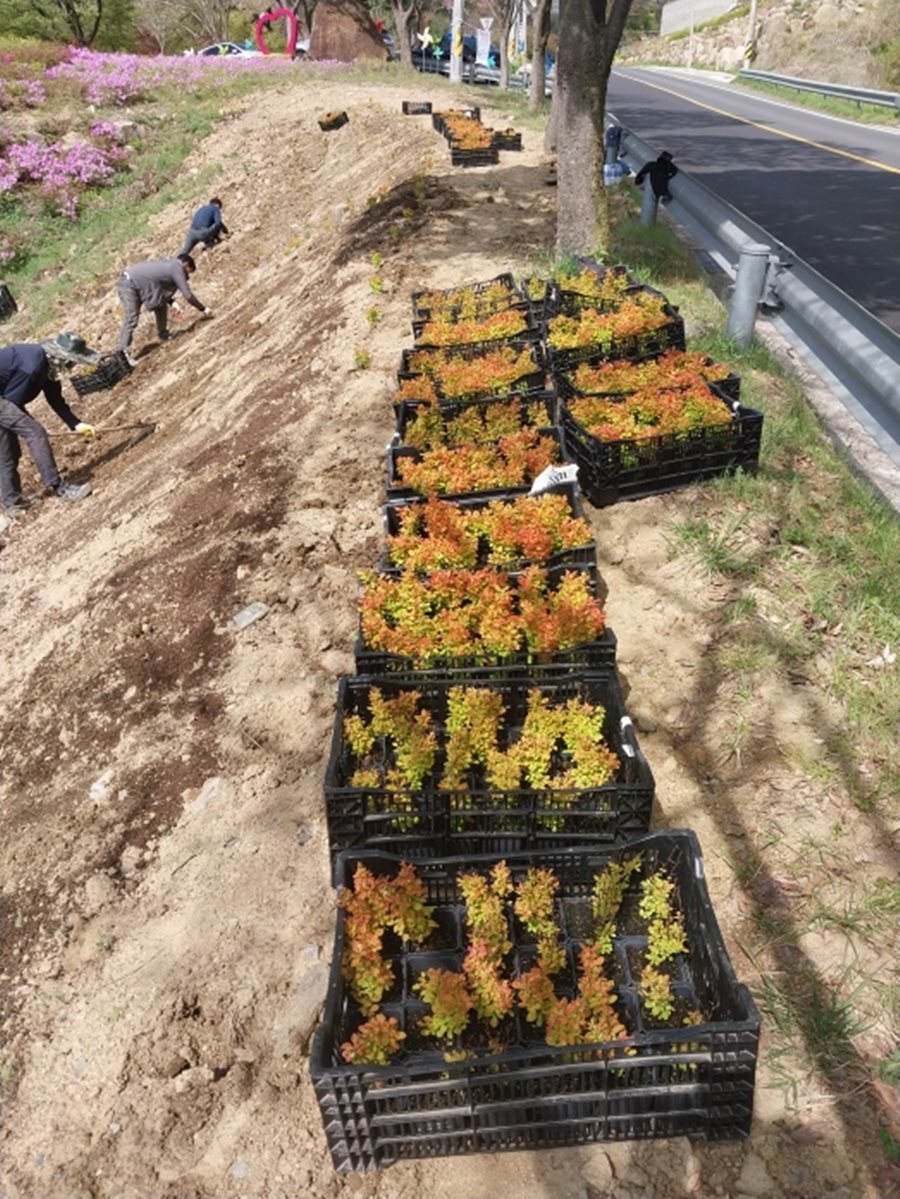 경산시 와촌면, 갓바위 오아시스 공원 매자나무 식재로 경관환경 개선