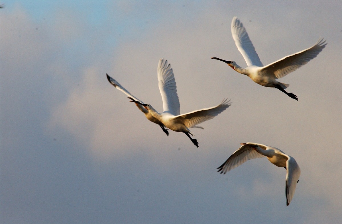 저어새 종류 중 하나인 노랑부리저어새. / 국가유산청 제공