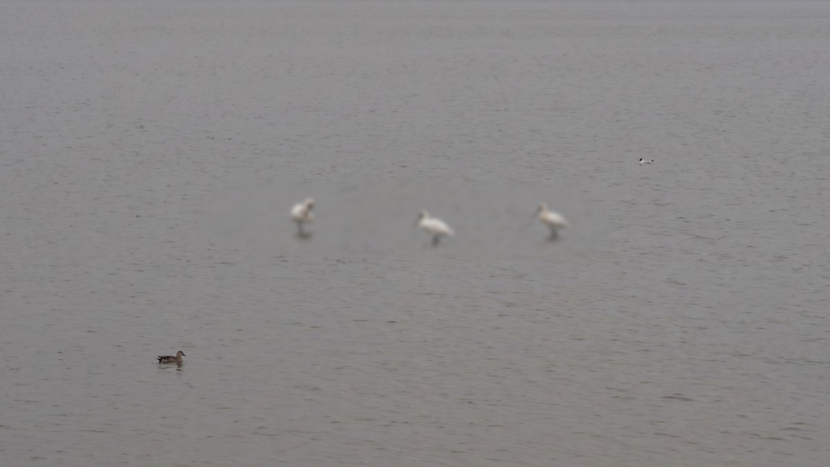 마동호 습지에서 발견된 저어새가 멀리서 보이는 모습. AI툴로 재생성한 이미지. (실제와 차이가 있음을 알립니다.)