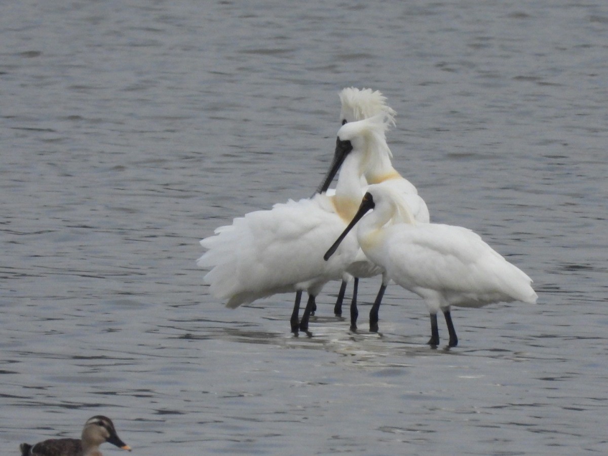 마동호 습지에서 관찰된 저어새. / 고성군 제공